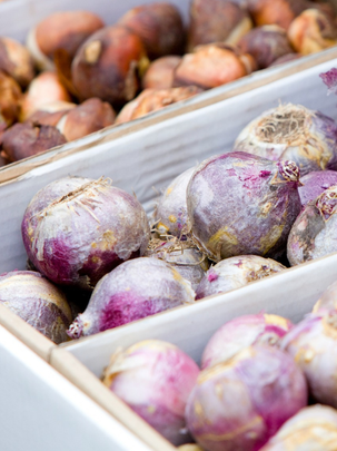 Un zoom sur des bacs d'oignons