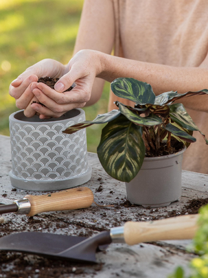 Une femme en train de rempoter sa plante d'intérieur