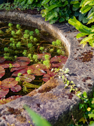 Un bassin aquatique dans un jardin