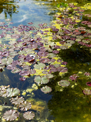 Un bassin aquatique dans un jardin