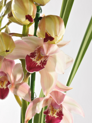 L'orchidée cymbidium