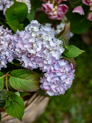 Des hortensias en pot