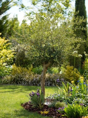 Conseil : quand tailler un olivier