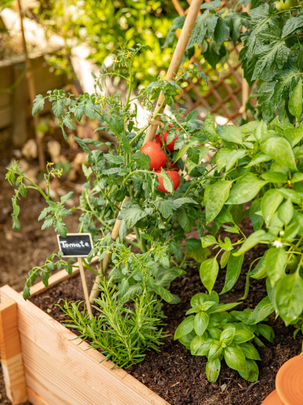 Un plant de tomate dans un carré de potager