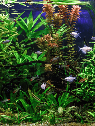 Des poissons dans un aquarium