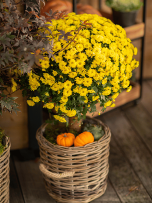 Plante Chrysantheme jaune dans un pot