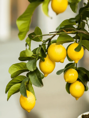 Zoom sur des citrons sur un citronniers
