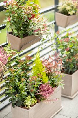 Des jardinièrse et des bacs à fleurs sur une terrasse