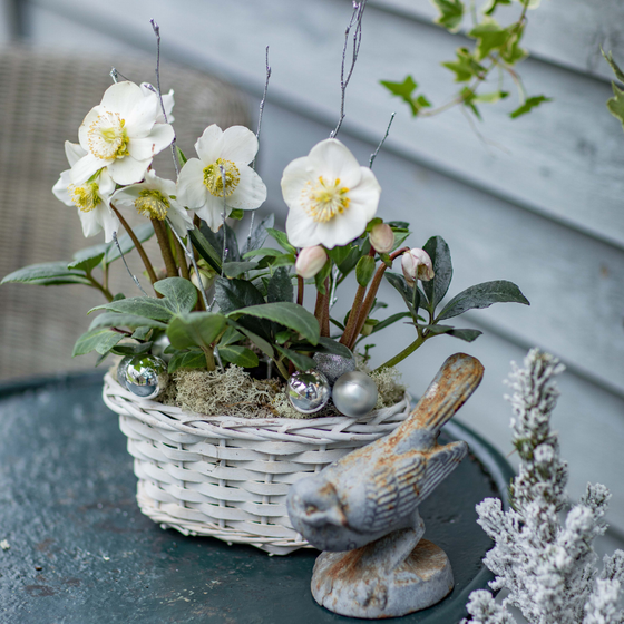 Des hellébores dans un panier en osier