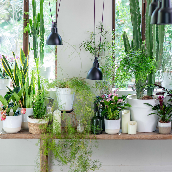 Plantes vertes dans la maison