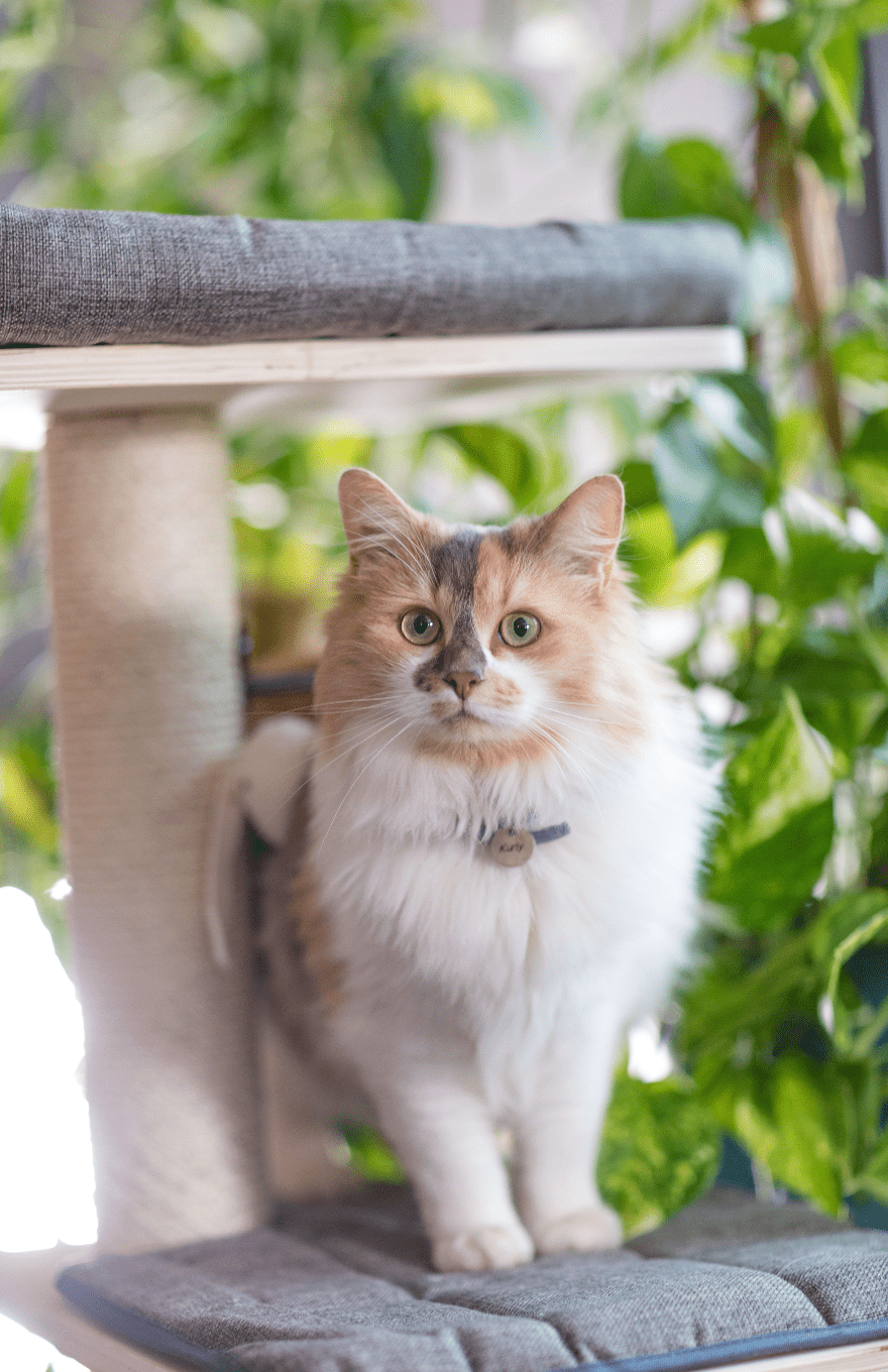 Chat dans un arbre à chat