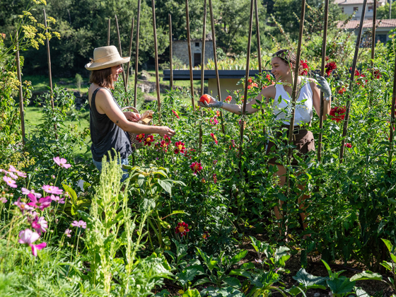récolte au potager en famille
