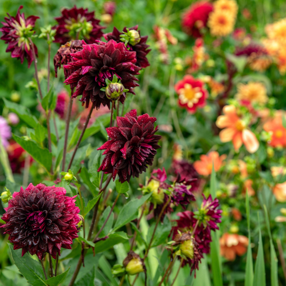 Un jardin de fleurs