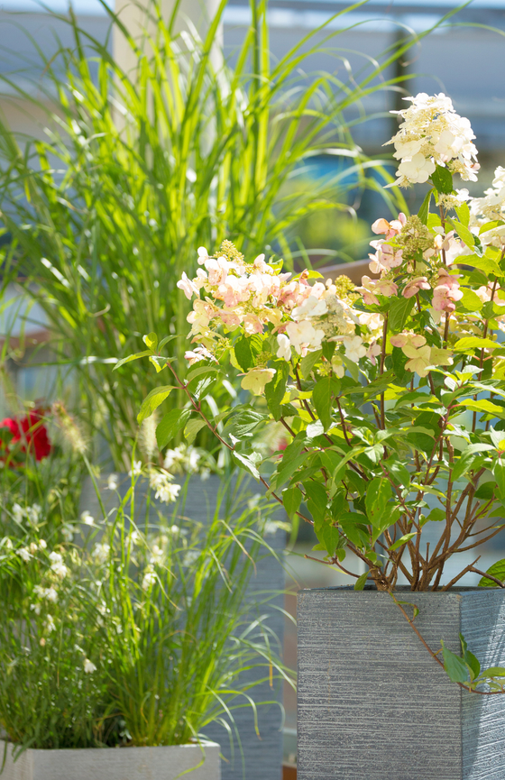 Plantes d'extérieur pour le jardin