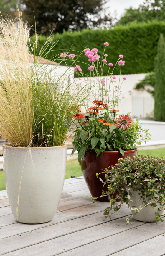 Plantes d'extérieur en pot sur la terrasse
