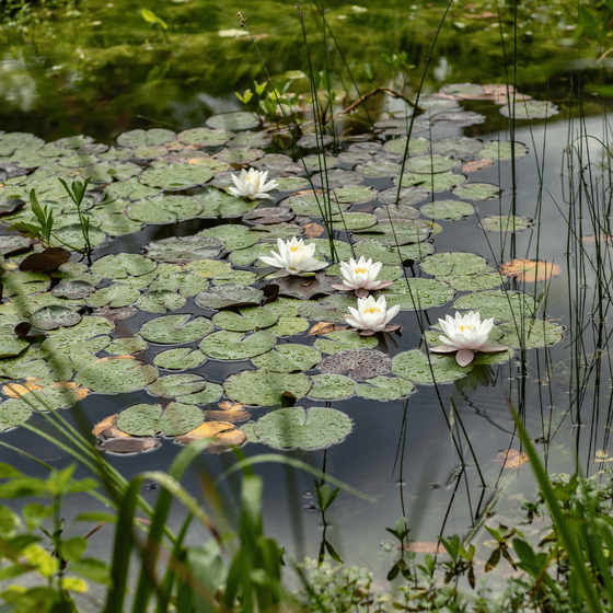 Nénuphar sur l'eau d'un bassin aquatique au jardin