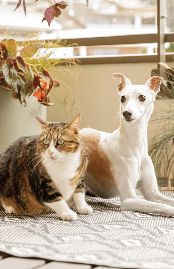 Chien et chat sur un balcon à l'automne