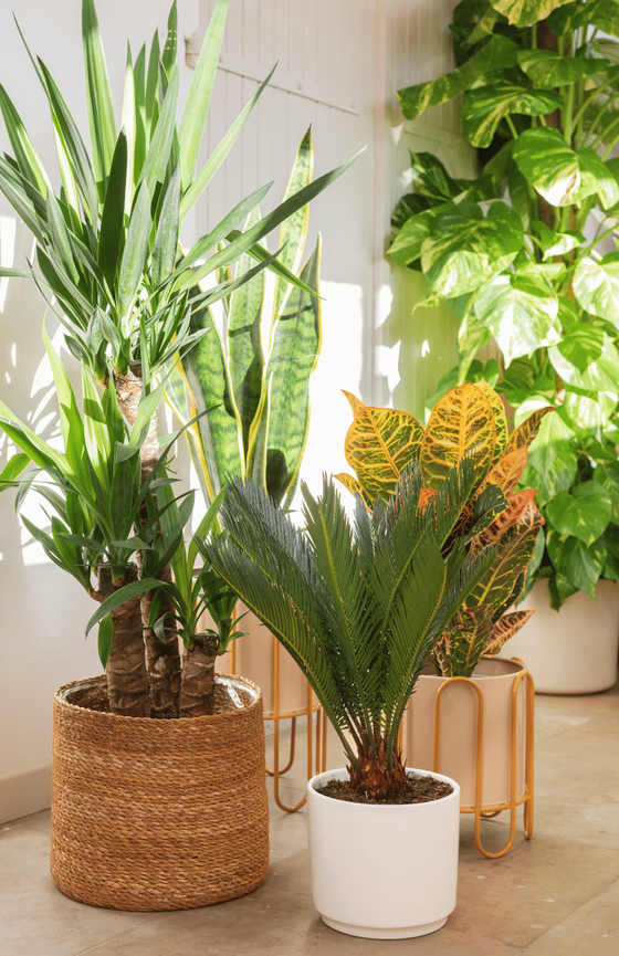 plantes d'intérieur en pot avec des rayons de soleil