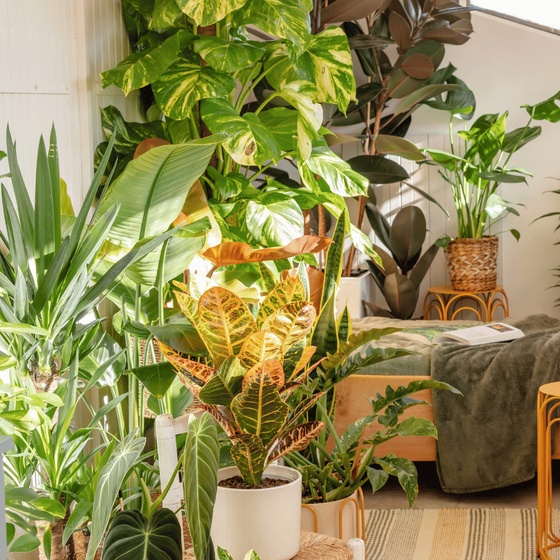 Des plantes vertes exposées au soleil contre le mur d'une chambre