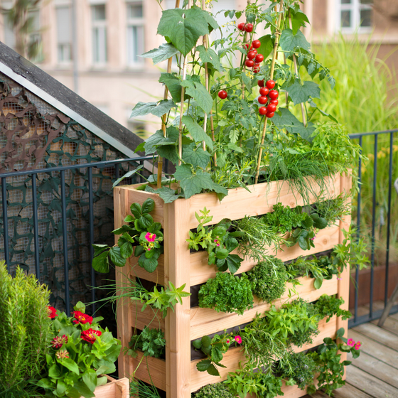 Tomates-potager-balcon-petits-espaces
