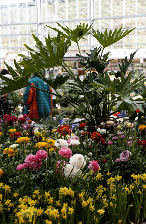 Le rayon marché aux fleurs du botanic® Camblanes-et-Meynac