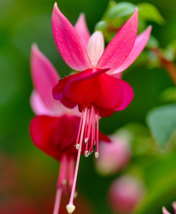 comment-planter-et-entretenir-un-fuchsia
