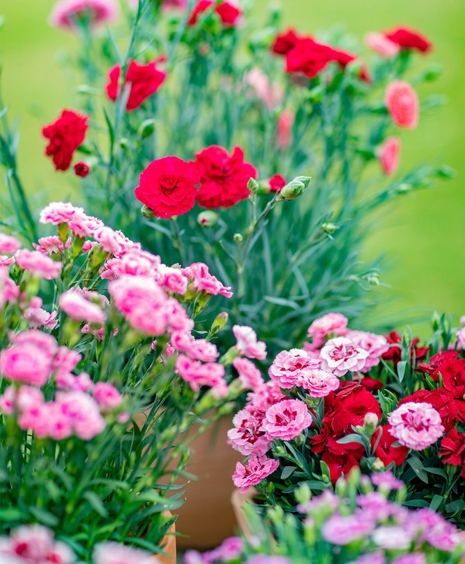 Comment planter et entretenir des oeillets