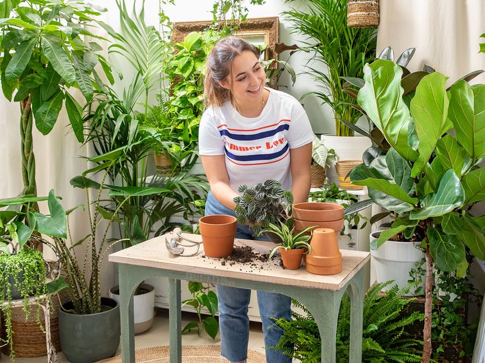 Une femme rempote ses plantes vertes d'intérieur