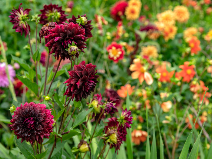 Un jardin de fleurs