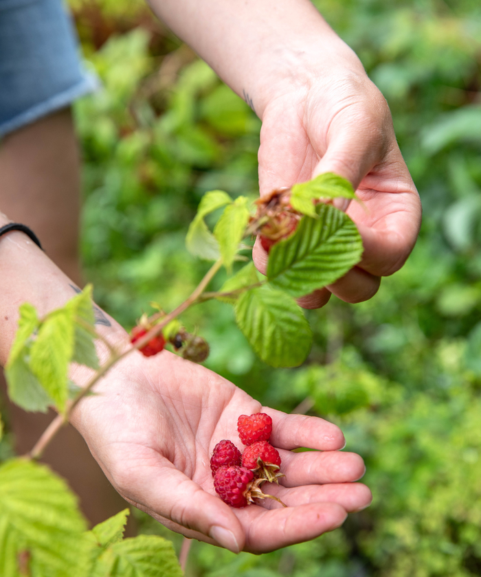 Framboise dans la main d'une personne
