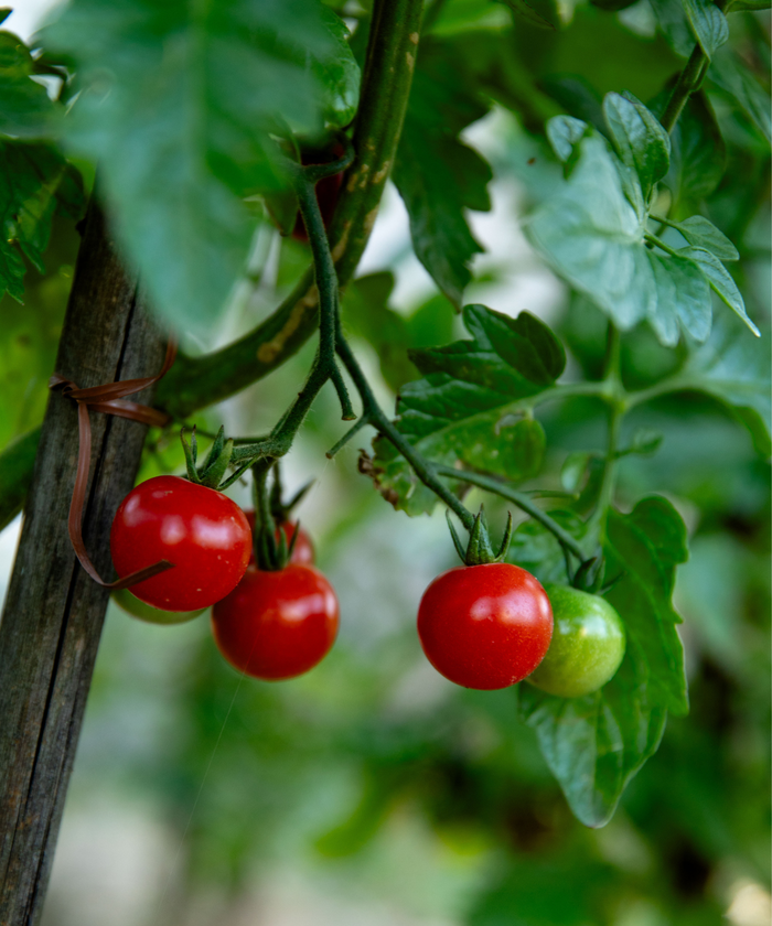 Tomates au potager