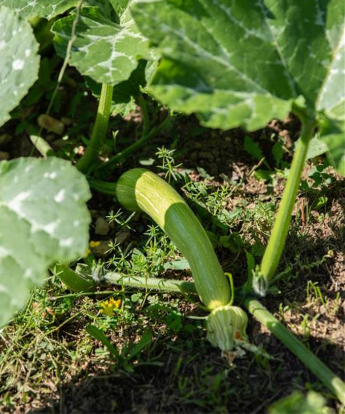 Gougette dans le potager
