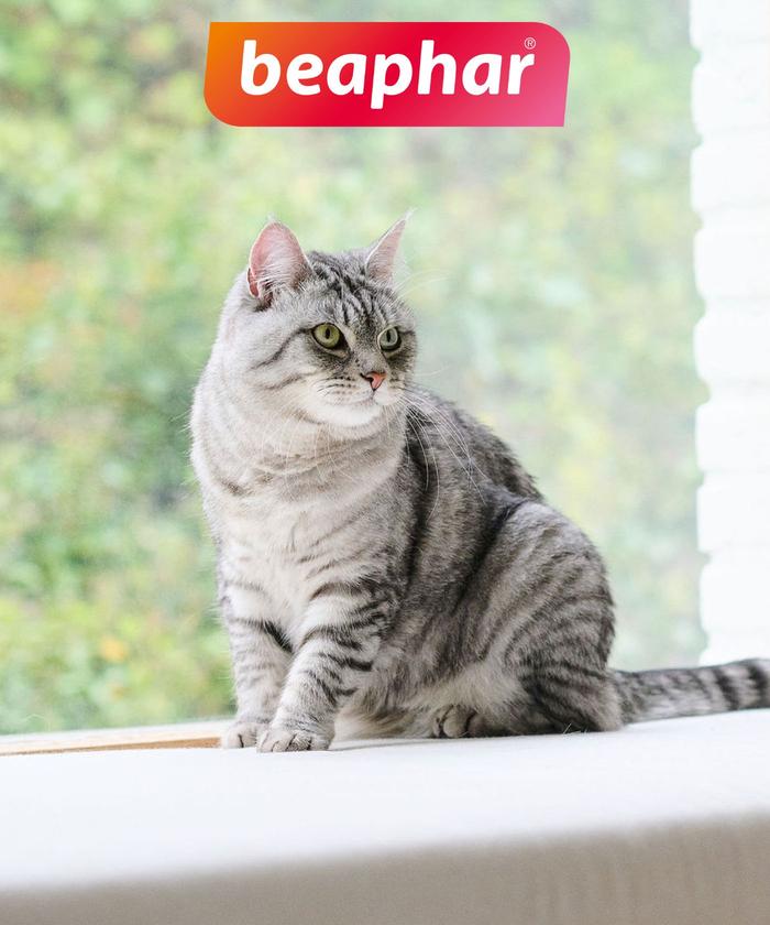 Chat gris au bord d'une fenêtre devant un jardin