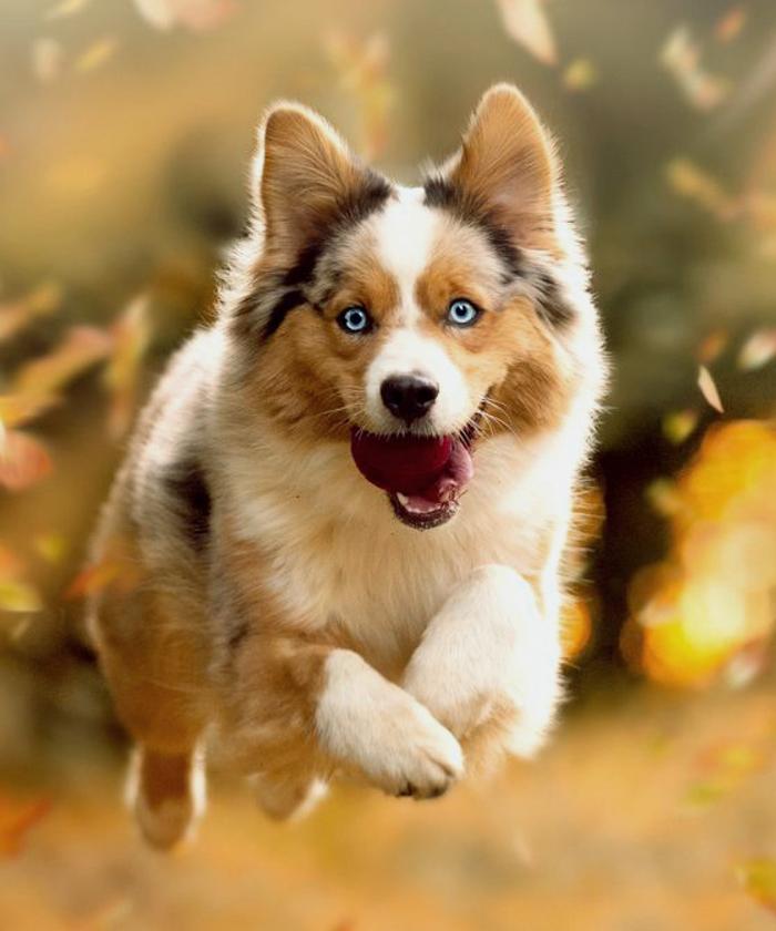 Chien aux yeux bleus qui court dans la nature en automne