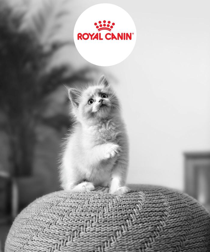 Chaton blanc sur un tabouret en laine