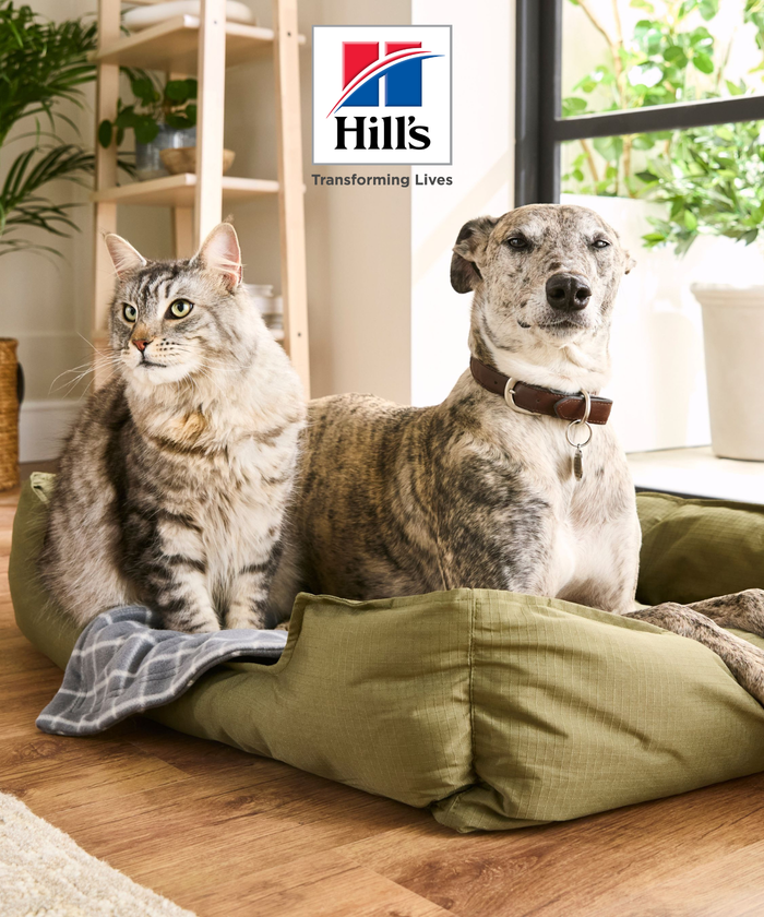 Un chien et un chat dans un panier kaki