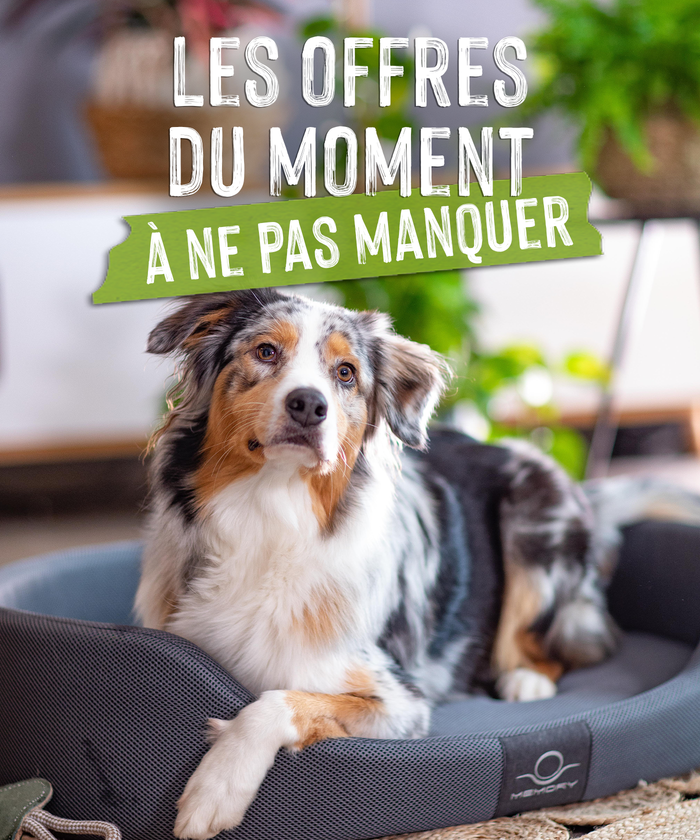 Un chien couché dans son panier