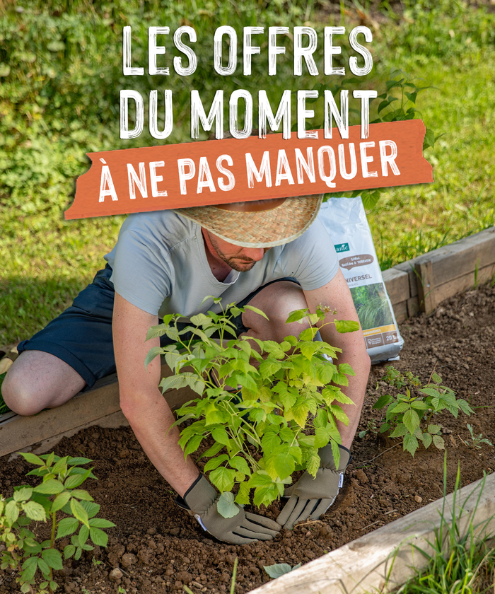 Un homme en train de planter un framboisier dans son potager