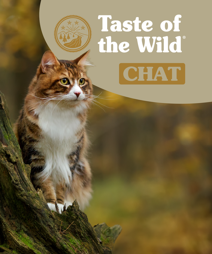 Tête de gondole chat page marque TOTW mobile