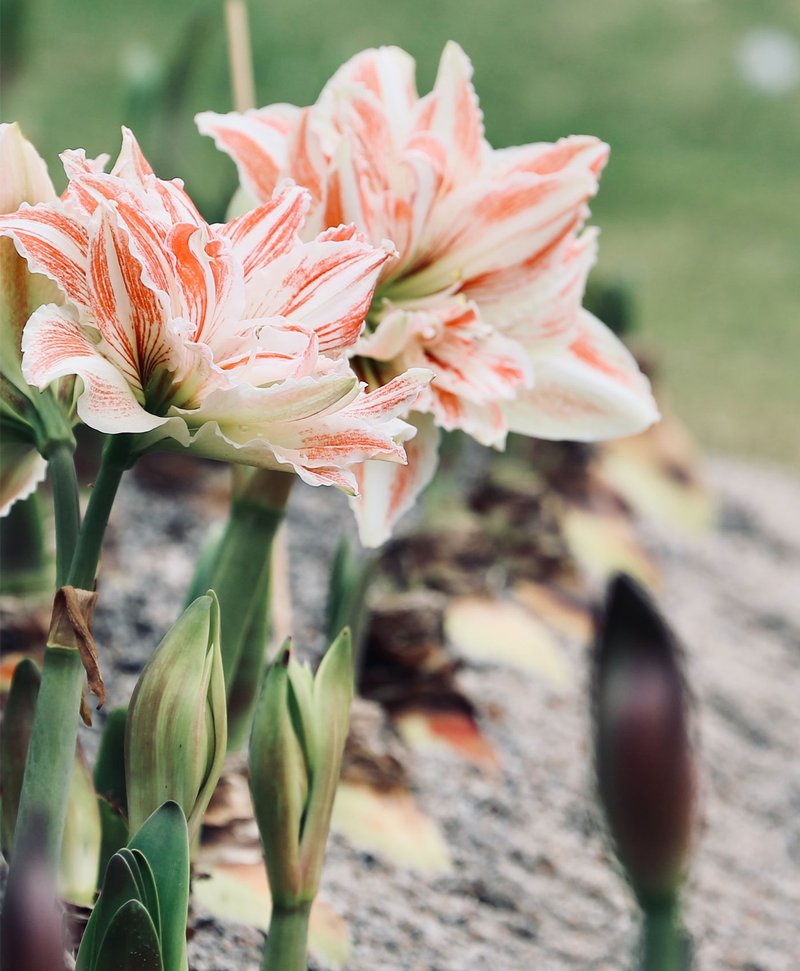 Amaryllis plantation et entretien de ce bulbe d’automne — free download
