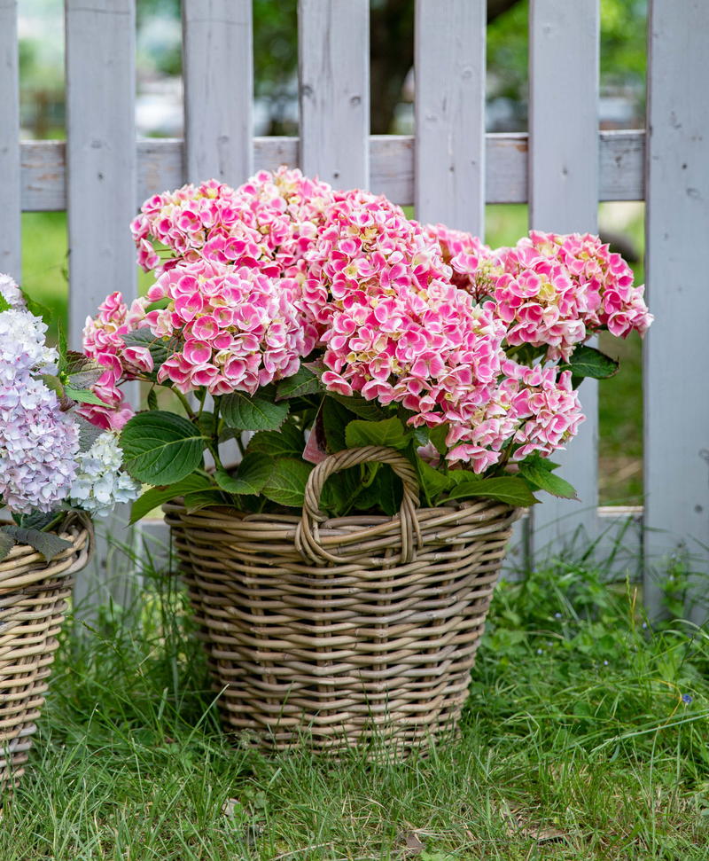 Comment planter et entretenir un hortensia — free download