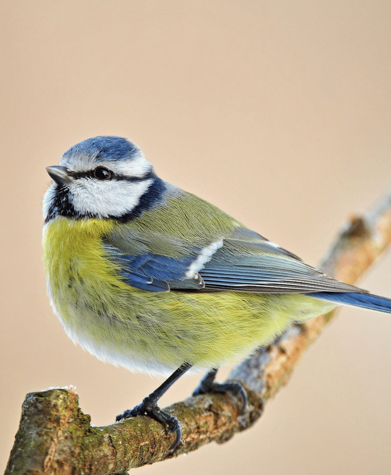 Mésange bleue tout savoir sur ce joli passereau — free download
