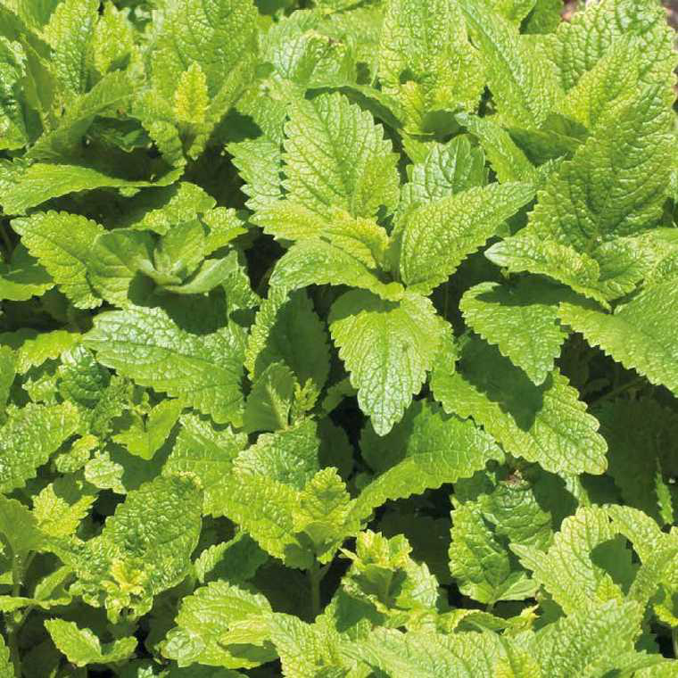 Détail d'un produit