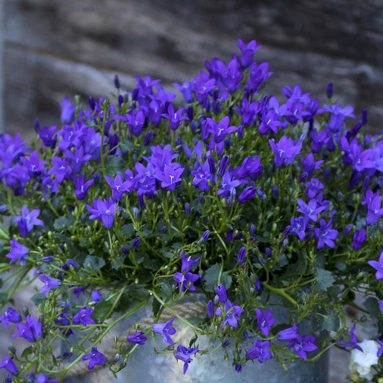 Campanule Purple Ambella Le pot de 0,5 litre