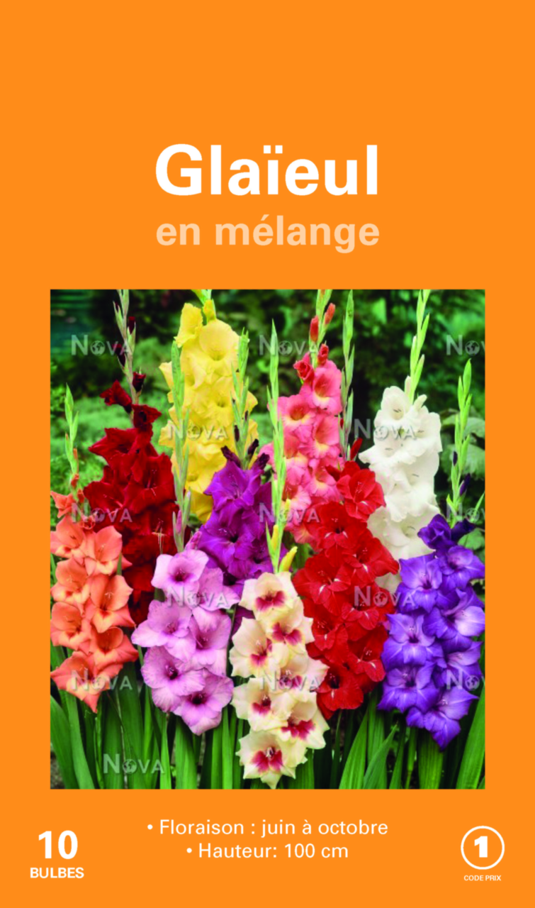 10 Bulbes Glaïeul Chocolat - Fleurs Marron-rouge, Hauteur 80-120 Cm, Plantation Printemps