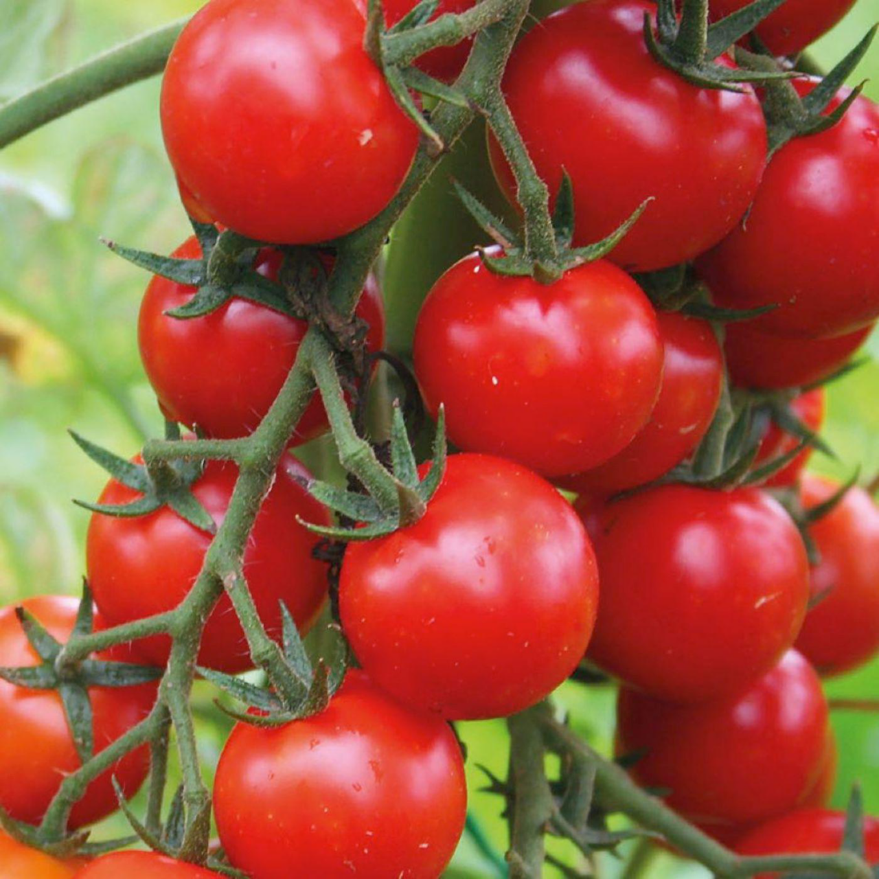 Détail d'un produit