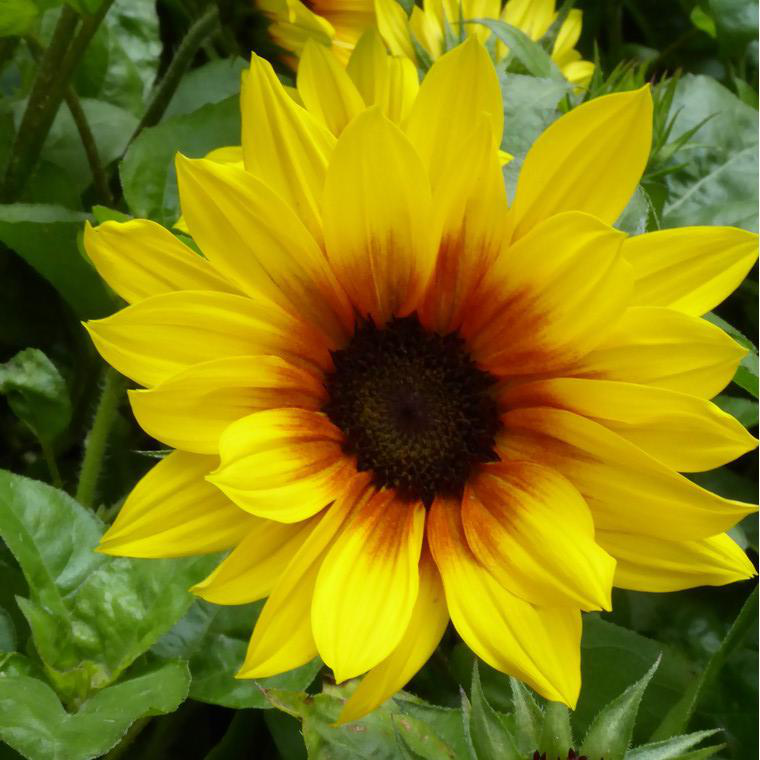 Pot Bougie Tournesol Flamboyant – PartyLite – Neuf Dans Son Emballage