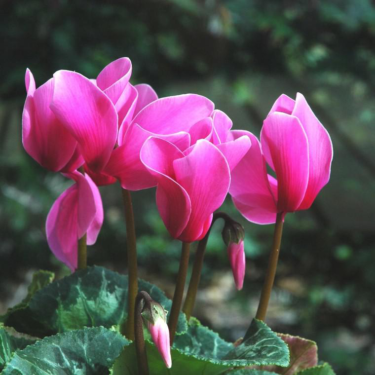 Semillas de flores | CICLAMEN VARIADO (Cyclamen persicum)CICLAMEN DE