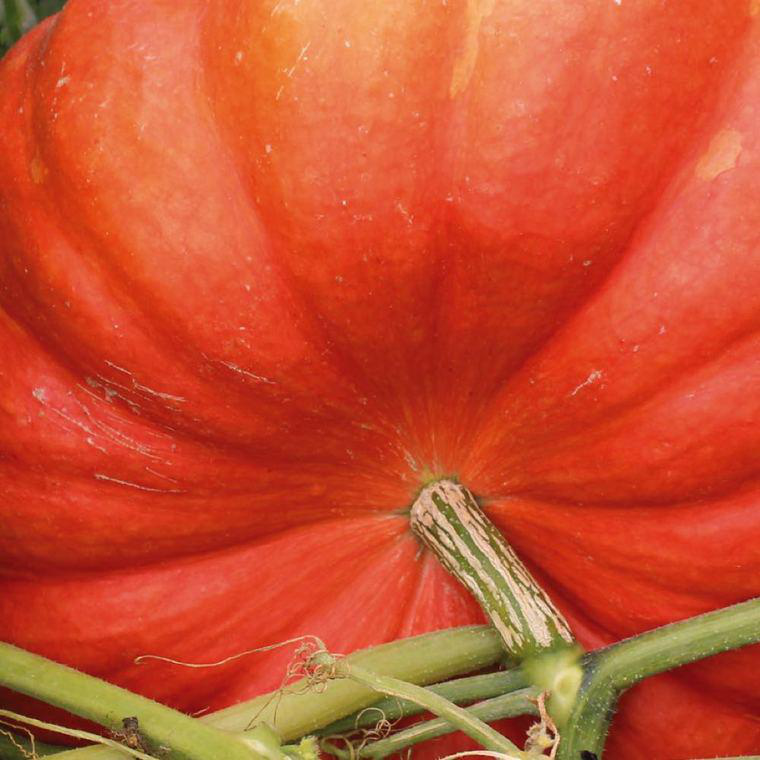 Courge Rouge Vif D' Etampes Bio. La barquette de 3 plants | botanic®