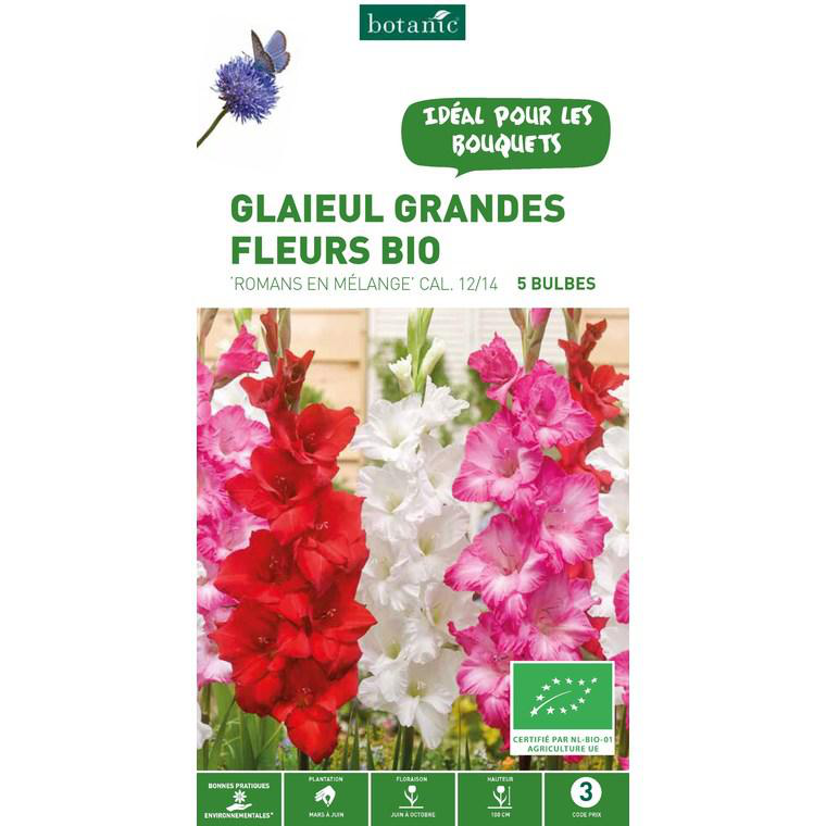 Glaïeul à grandes fleurs Romans mix bio botanic® - 5 bulbes | botanic®